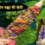 Multi Colored Corn Farming