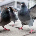 Pigeons Chronic Lung Disease in Human