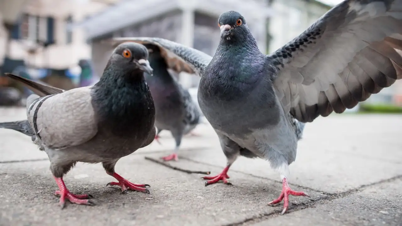 Pigeons Chronic Lung Disease in Human