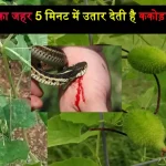 Snake Bite Natural Treatment by Kakoda Plant