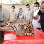 Tiger T-58 dies in Ranthambore Rajasthan News