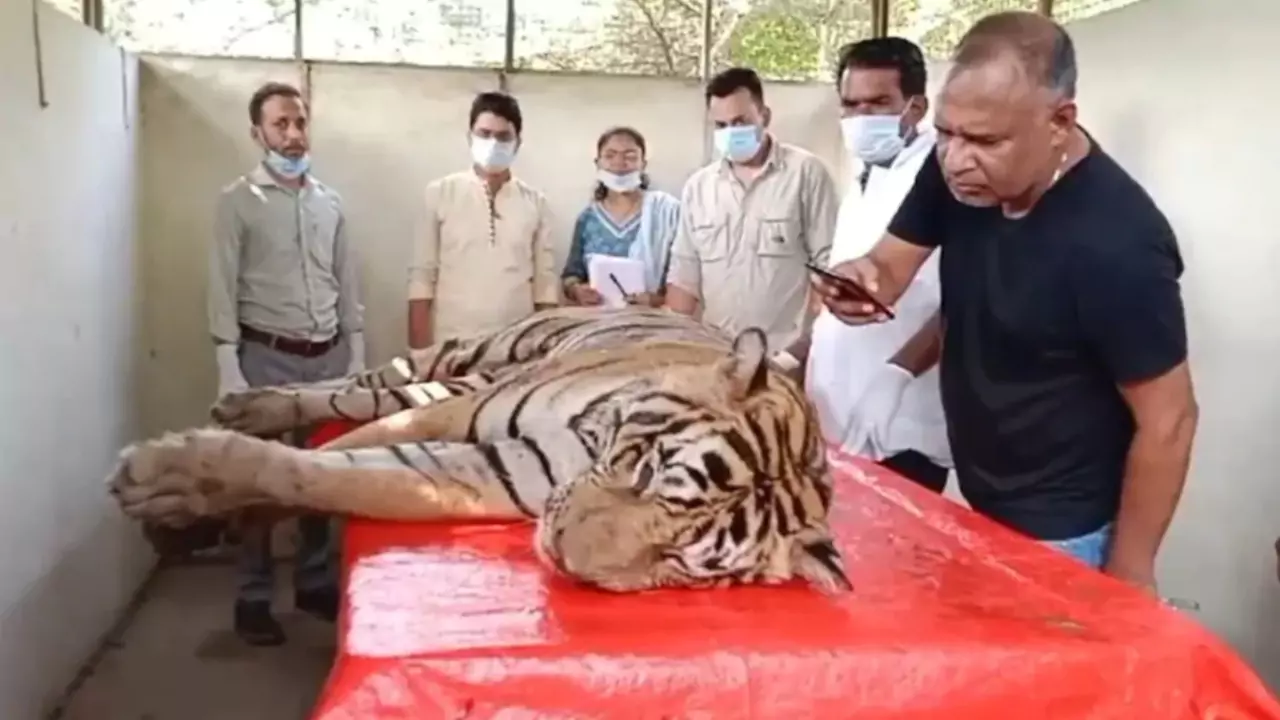 Tiger T-58 dies in Ranthambore Rajasthan News