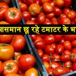 Tomato Price Increase