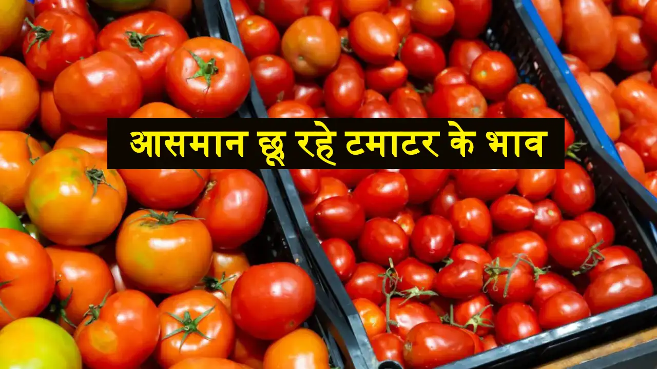 Tomato Price Increase