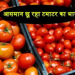 Tomato Price Increase