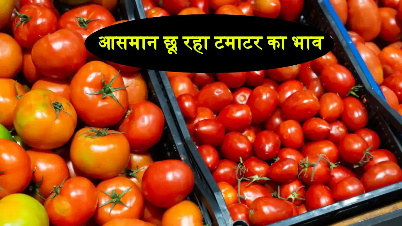 Tomato Price Increase