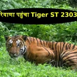 Sariska Tiger Reserve Tiger ST 2303