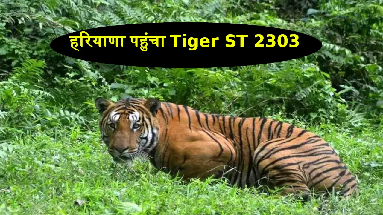 Sariska Tiger Reserve Tiger ST 2303