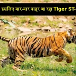 Sariska Tiger ST-2303 Attack Alwar