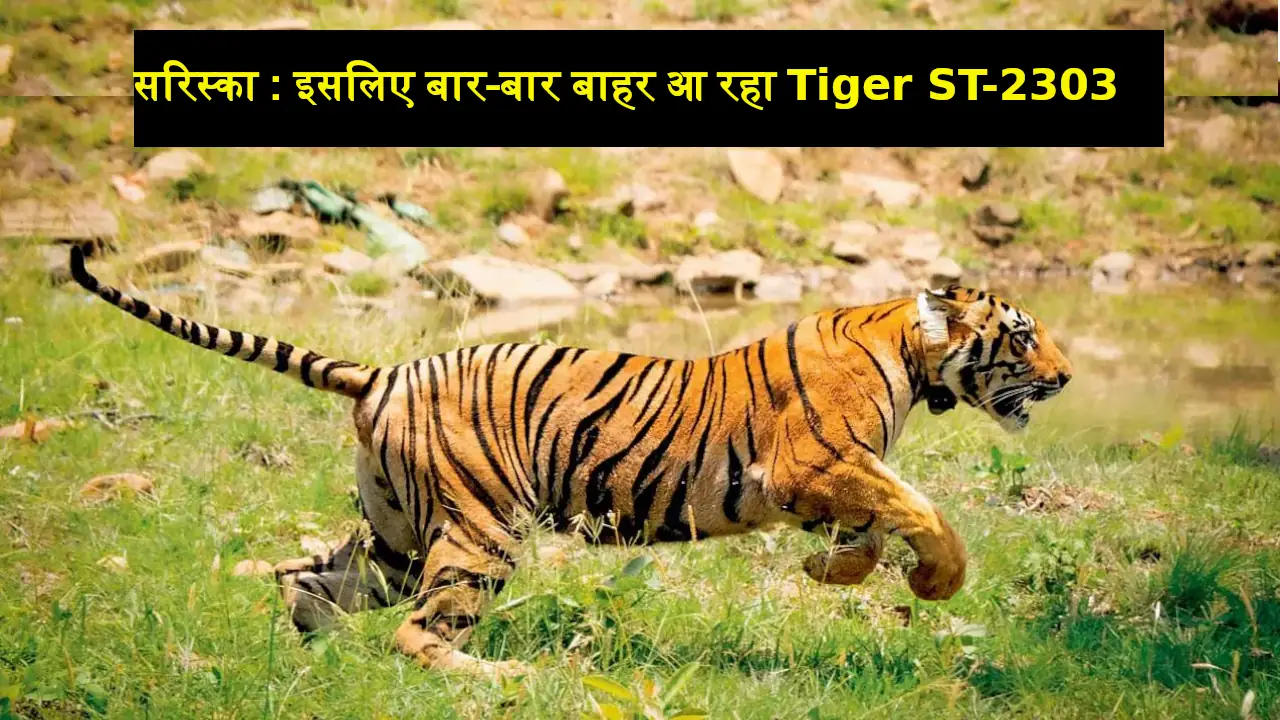 Sariska Tiger ST-2303 Attack Alwar