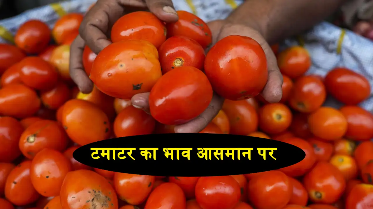 Tomato Price Increase In India