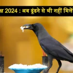 Pitru Paksh 2024 Crow