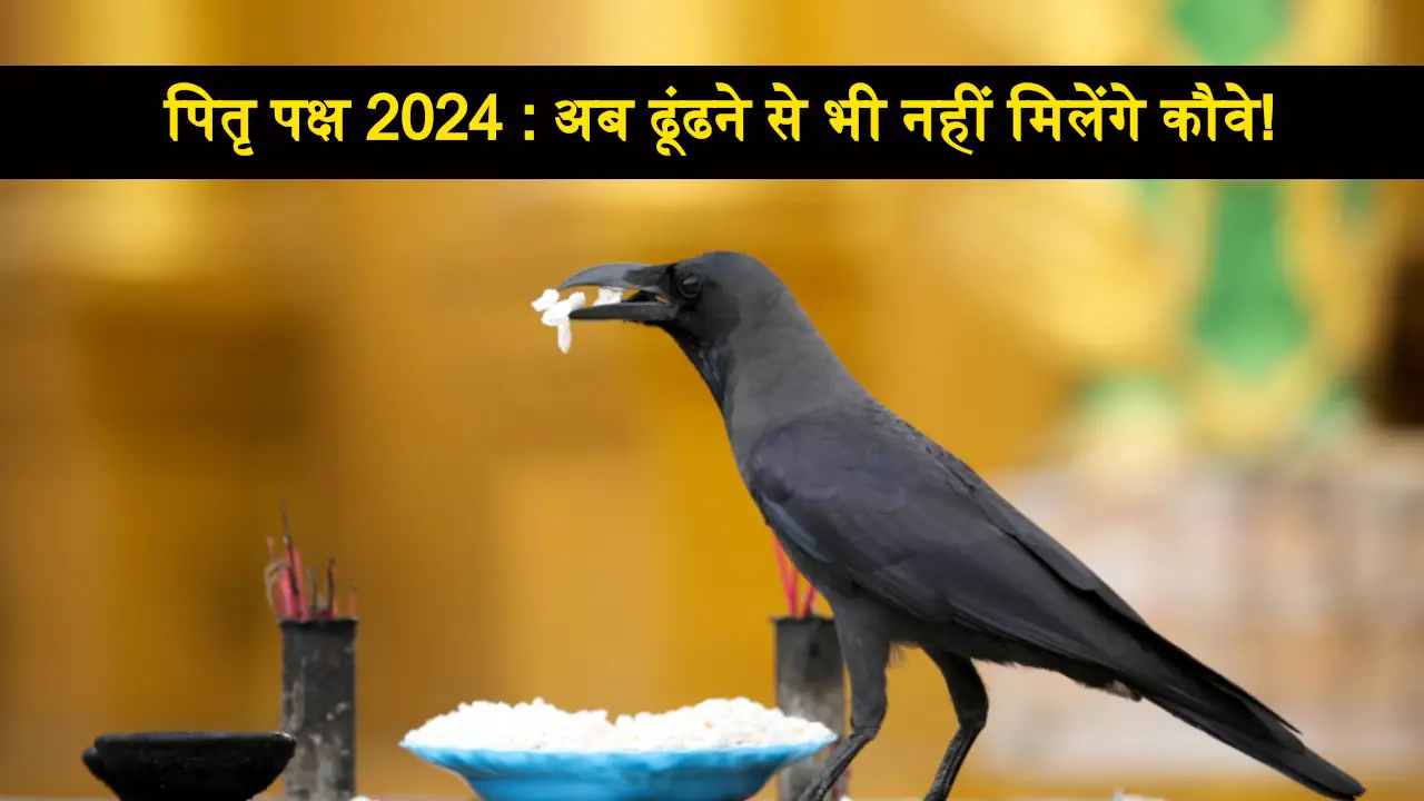 Pitru Paksh 2024 Crow