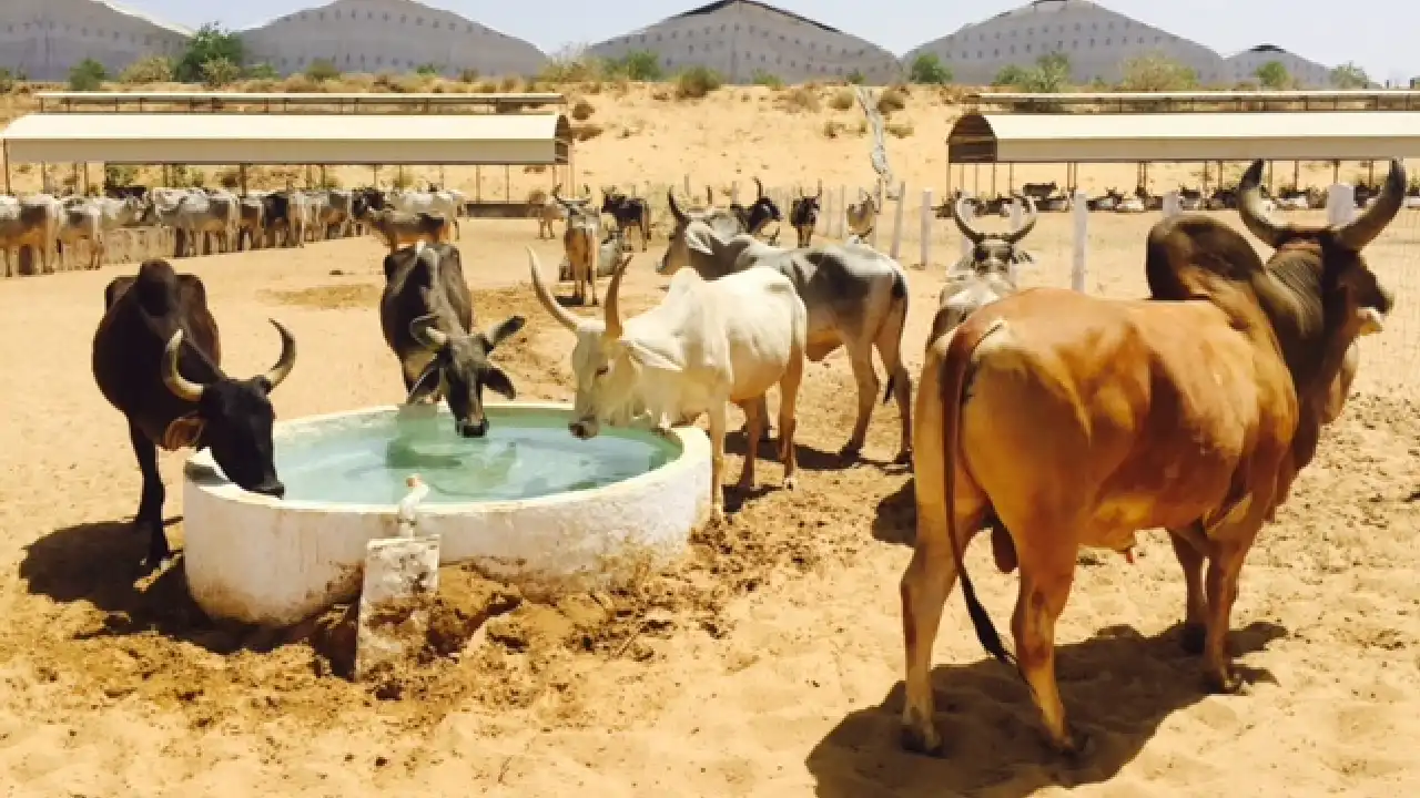 गौ संस्था