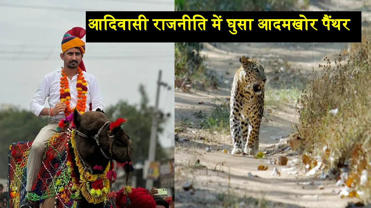 Panther in Udaipur