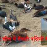 Birds Died in Sambhar Lake